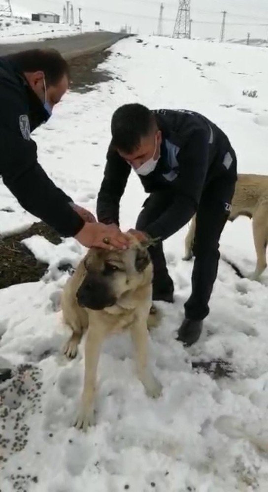 İ̇şkence Edilen Sokak Köpeklerine Zabıtalar Sahip Çıktı