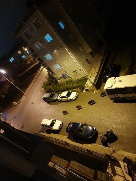 İ̇zmir’de Aç Kalan Domuz Sürüsü Şehre İndi