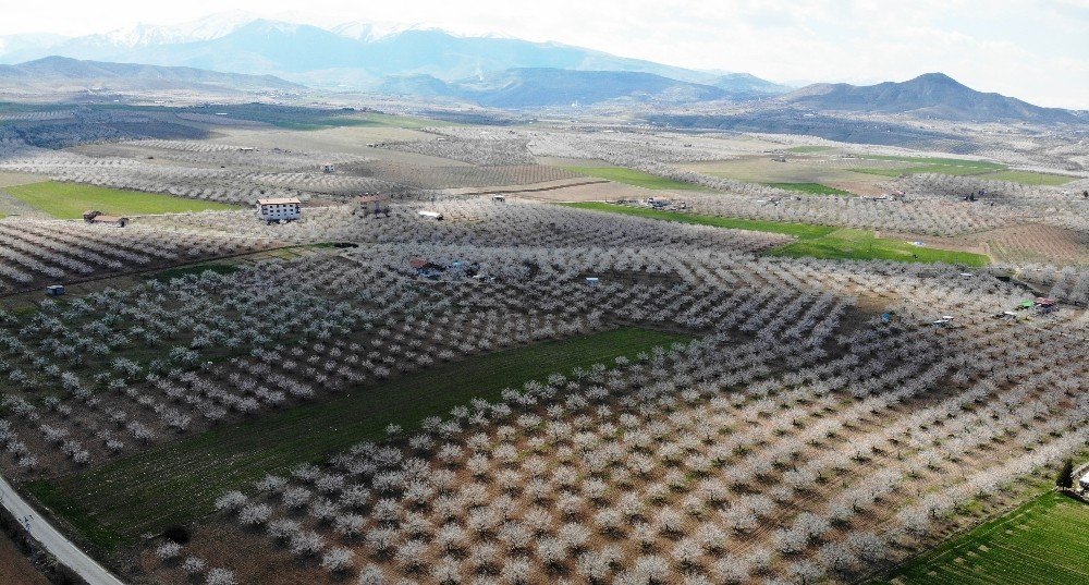Malatya Kayısıdan Gelinlik Giydi
