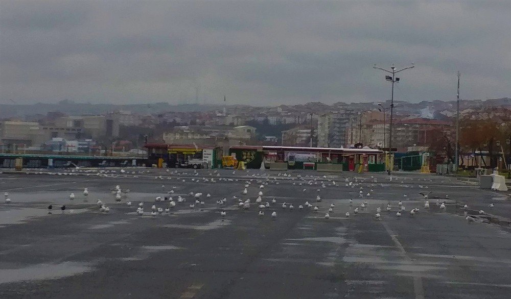 Boş Kalan Sahil, Martılara Kaldı