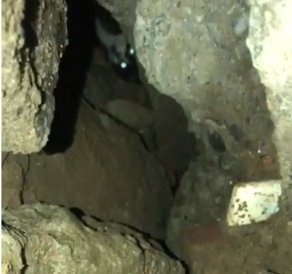 Bingöl’de Moloz Altında Kalan Kedi Kurtarıldı