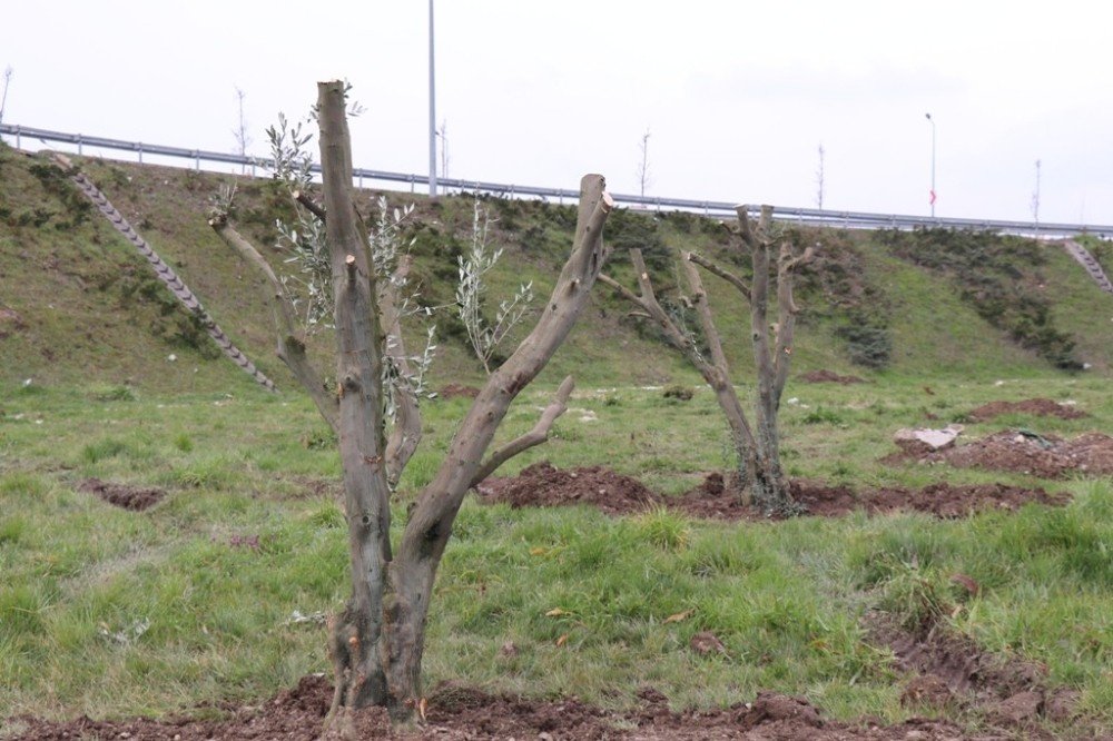 Çamköy Kavşağına Zeytin Ağaçları Dikildi