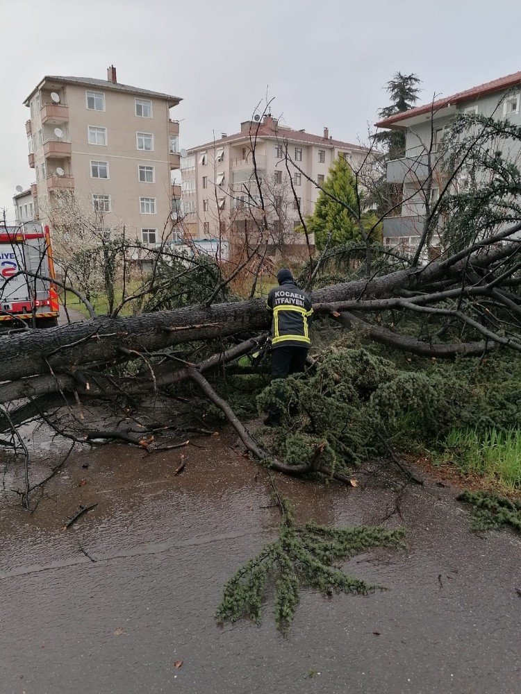 Şiddetli Rüzgar Ağacı Devirdi