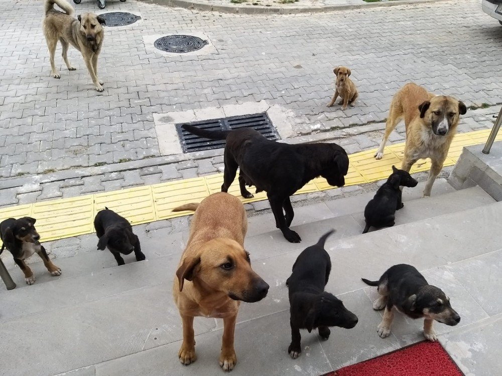 Orhaneli’de Sahipsiz Köpekler Toplandı