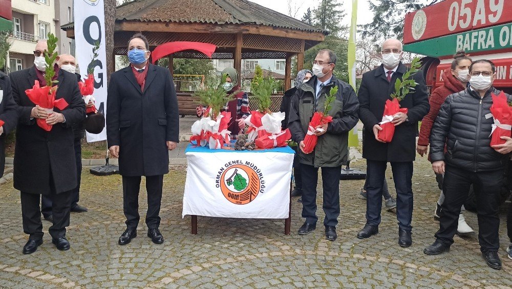 Bafra’da 20 Bin Fidan Dağıtıldı