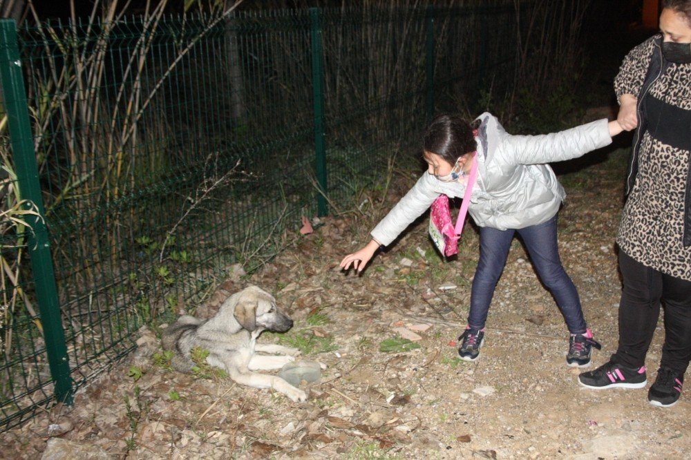 Küçük Kızın Hasta Köpeğin Başındaki “ne Olur Ölmesin” Diye Ağlayışları Yürekleri Burktu
