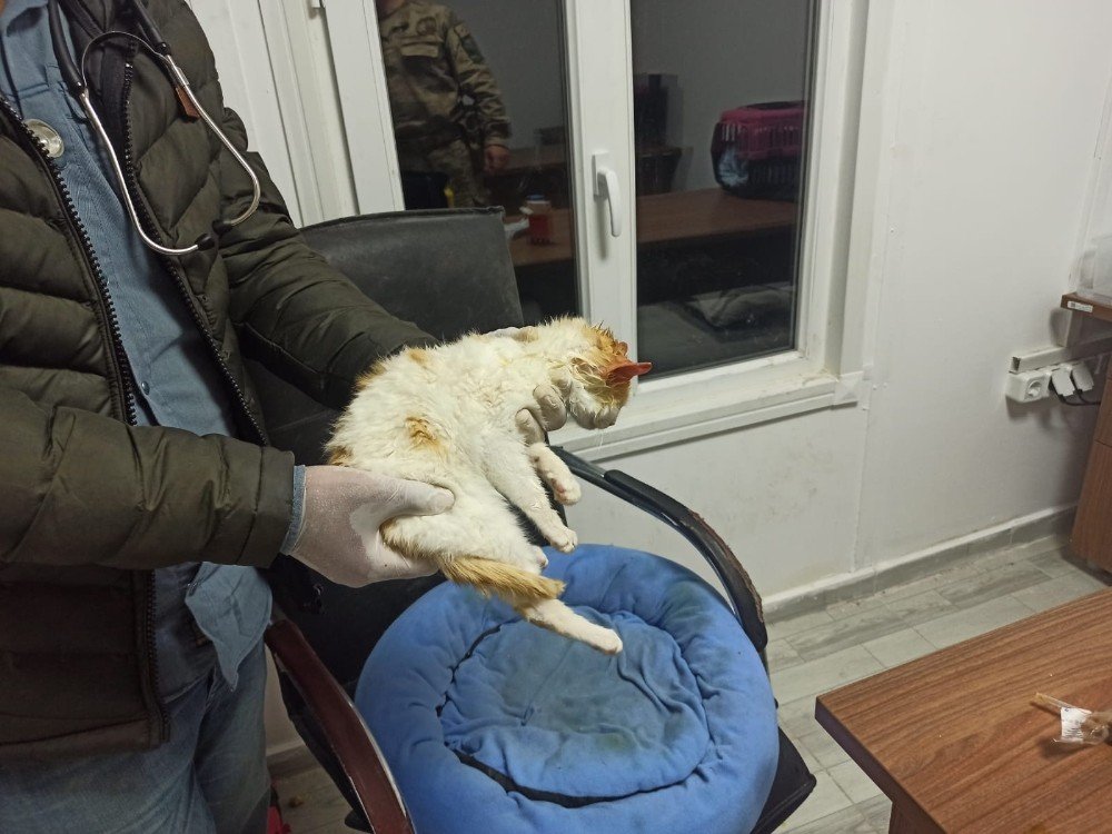 Jandarma Ekipleri Sokakta Buldukları Hasta Kedi Tedavi Etti