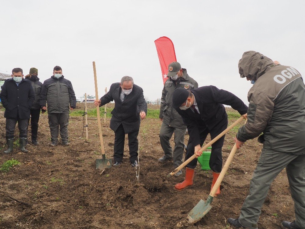 Edirne’de Yanan Ormanlar Küllerinden Doğuyor