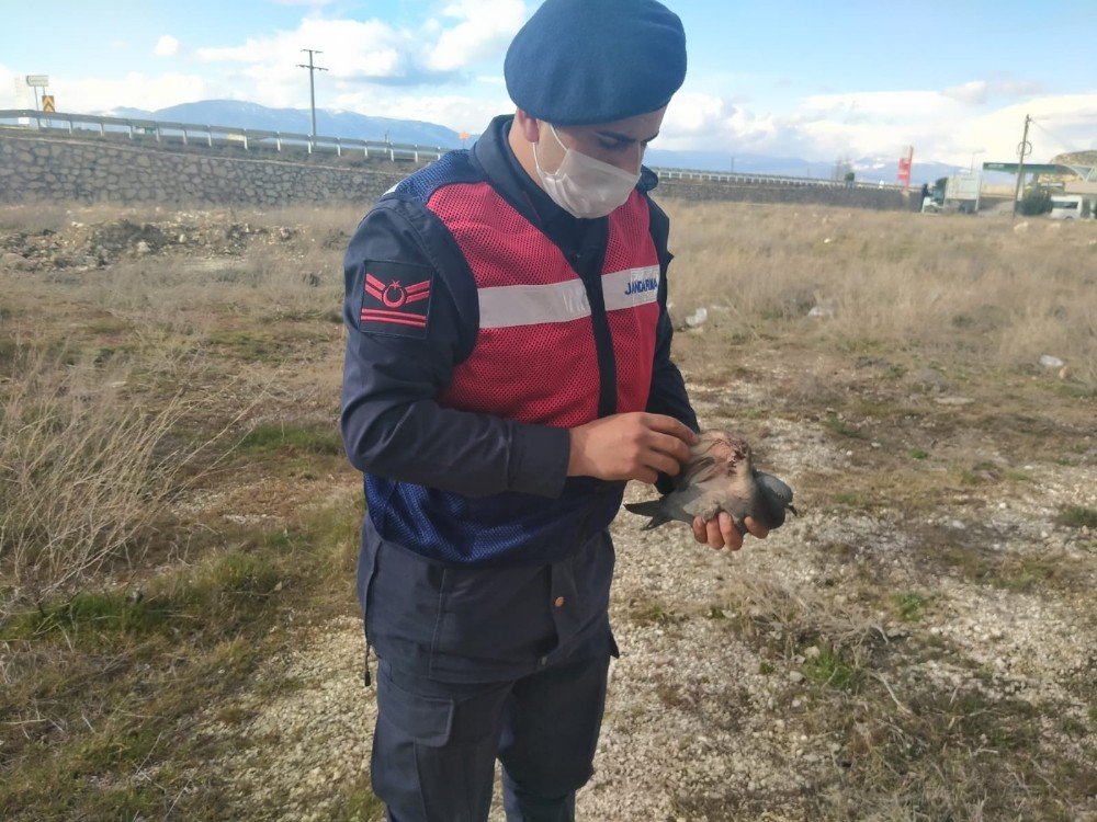 Yaralı Güvercini Jandarma Kurtardı