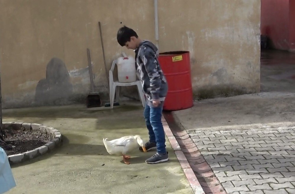 Küçük Yusuf’la Ördeğin Dostluğu