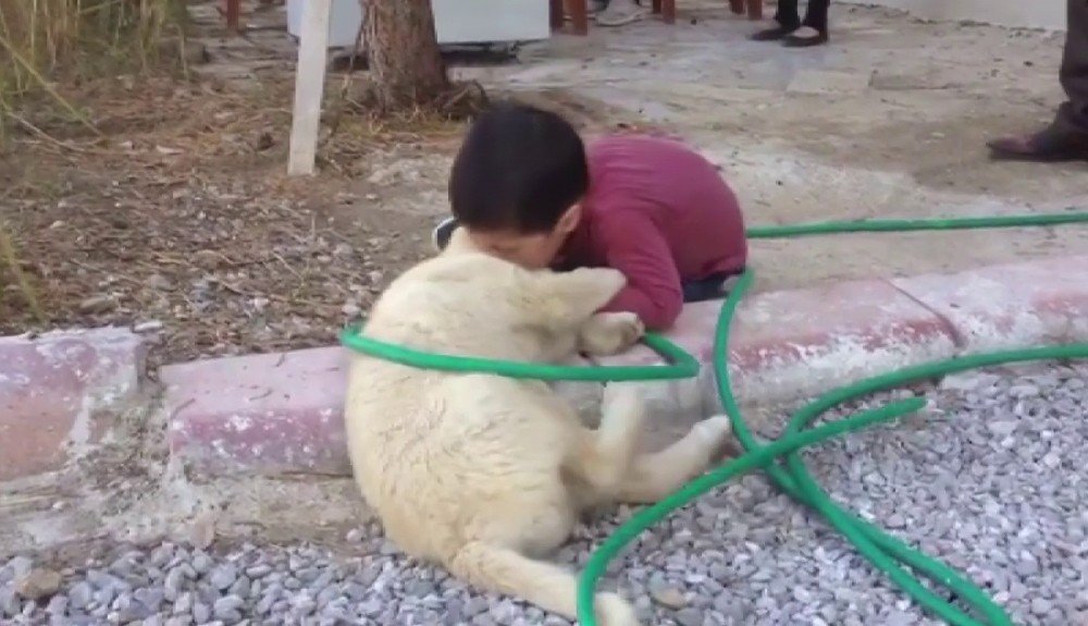 Köpeği Isıran Çocuk Görenleri Gülme Krizine Soktu