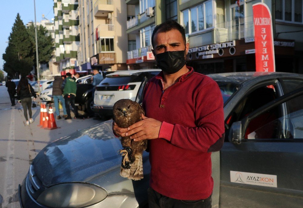 Baygın Halde Bulduğu Şahini Hayata Döndürdü