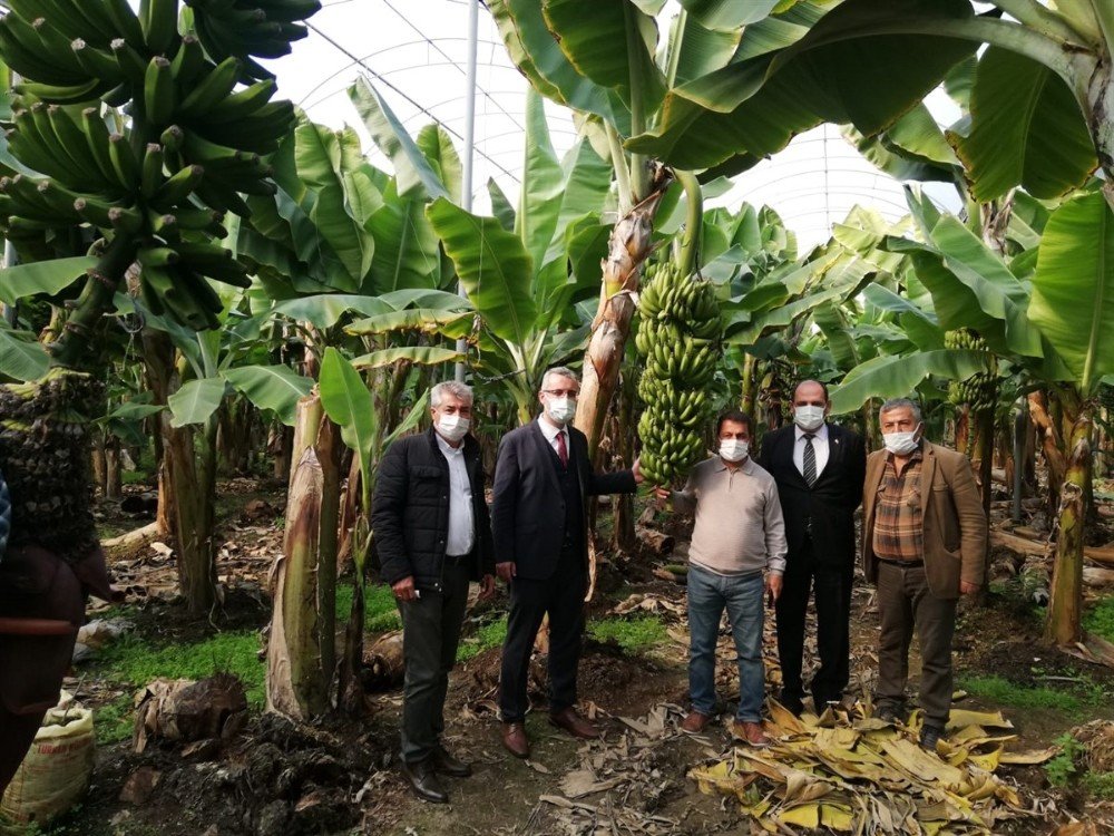 Yumurtalık’ta Tropikal Meyve Dikimi Artıyor