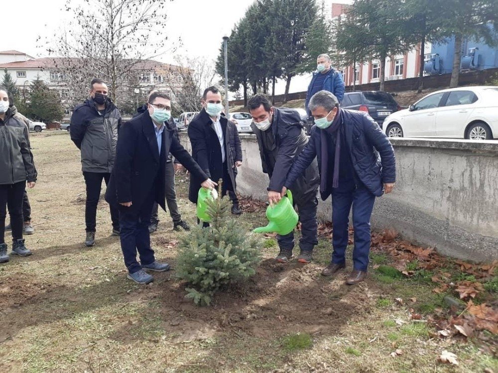 Taşova’ya 11 Bin Fidan