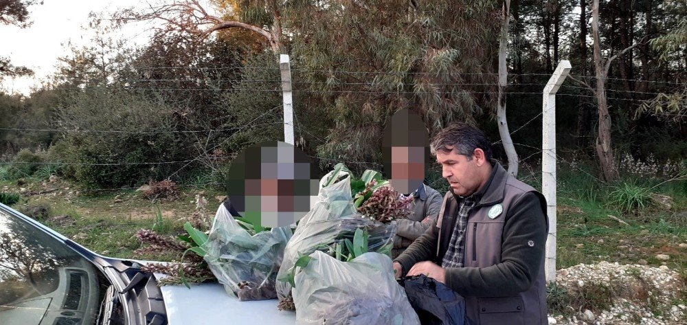 İ̇zinsiz Toplanan 346 Orkideye 160 Bin Tl Ceza