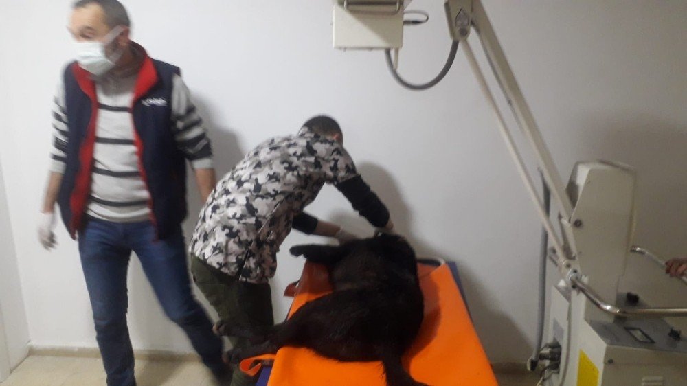 Otomobil Çarptığı Köpek Tedavi Altına Alındı