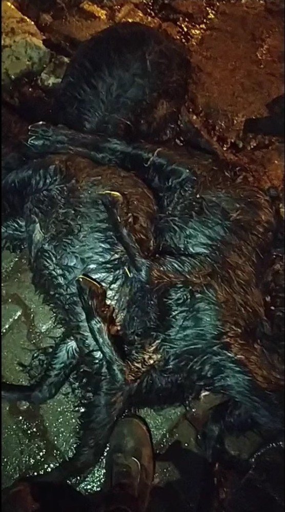 Gübre Çuvalına Koyulan Yemler 17 Hayvanı Telef Etti