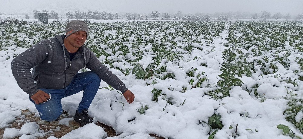 Ödemiş Ovası’na Kar Yağdı, Bakla Ve Bezelye Üreticileri Tedirgin