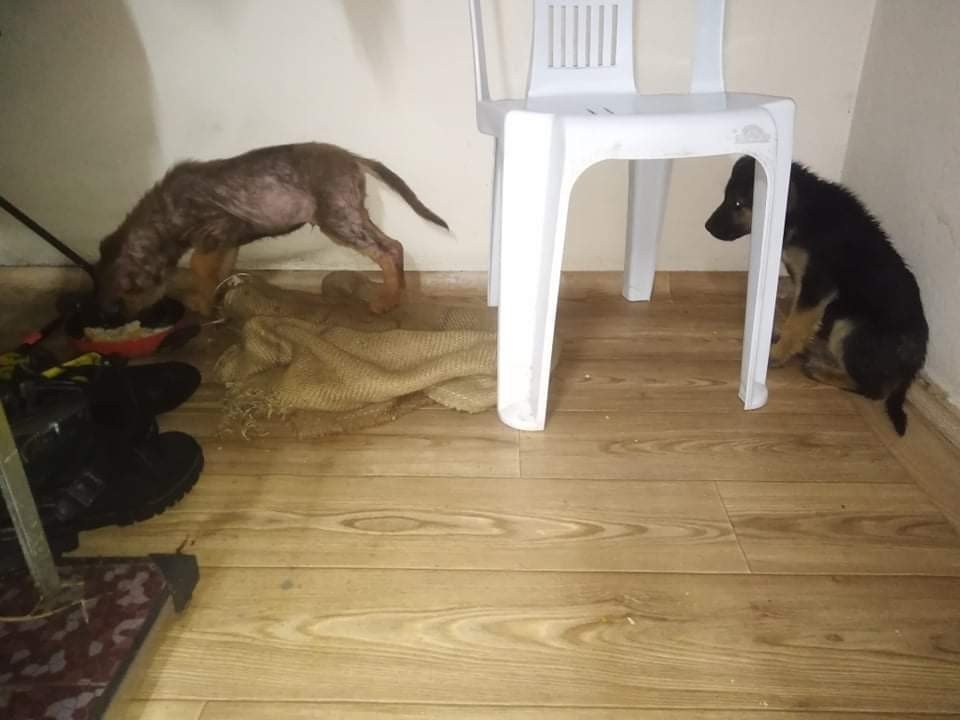 Donmak Üzere Olan Köpek Yavrularına Yardım Eli Uzattı