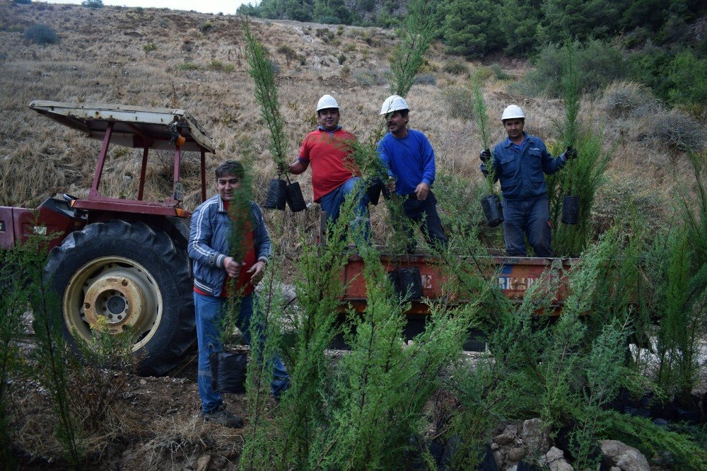 Yk Enerji’den 3 Yılda 1 Milyon Ağaç