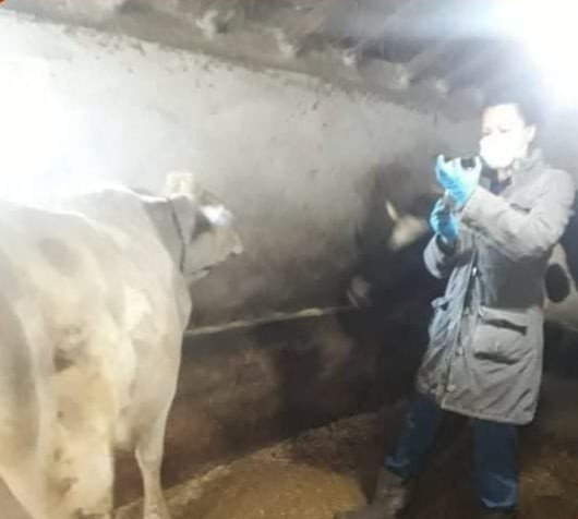 Aslanapa’da ’’şap’’ Aşısı Ve Buzağı Küpeleme Çalışmaları