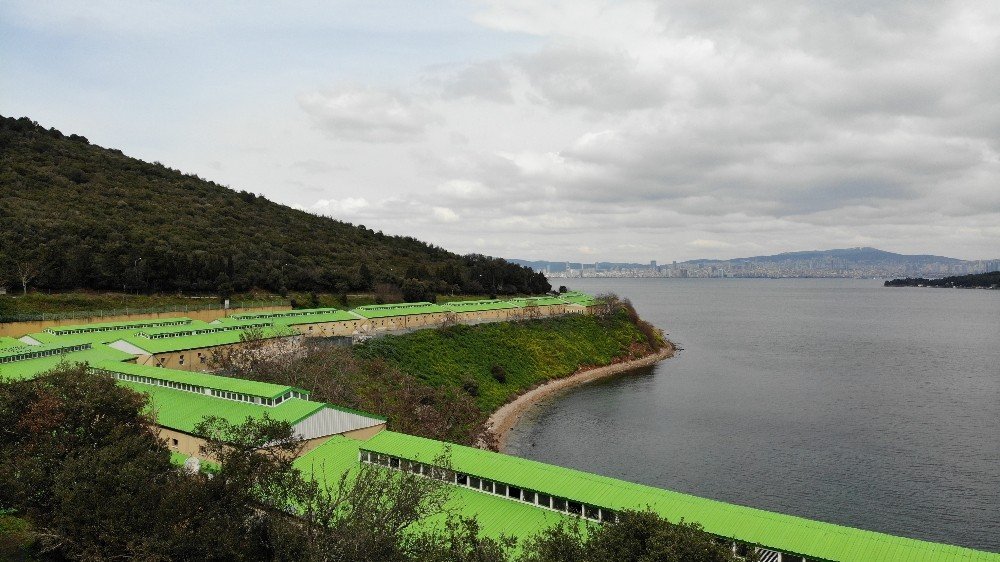 İ̇bb Adalar’da 100’e Yakın Atı Ahıra Hapsetti