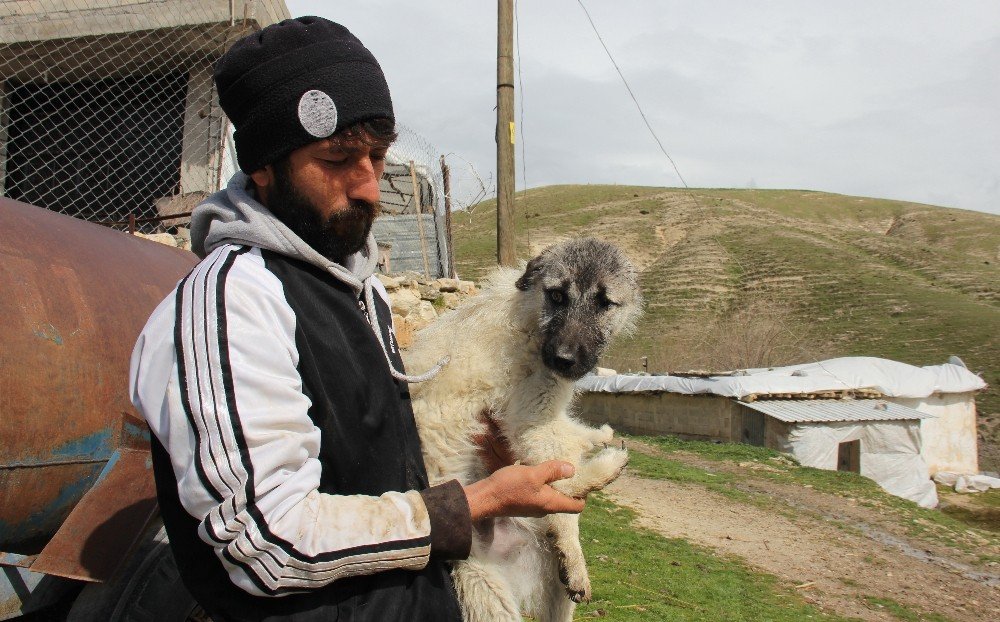 Beş Ayaklı Engelli Köpek Yürüyemiyor