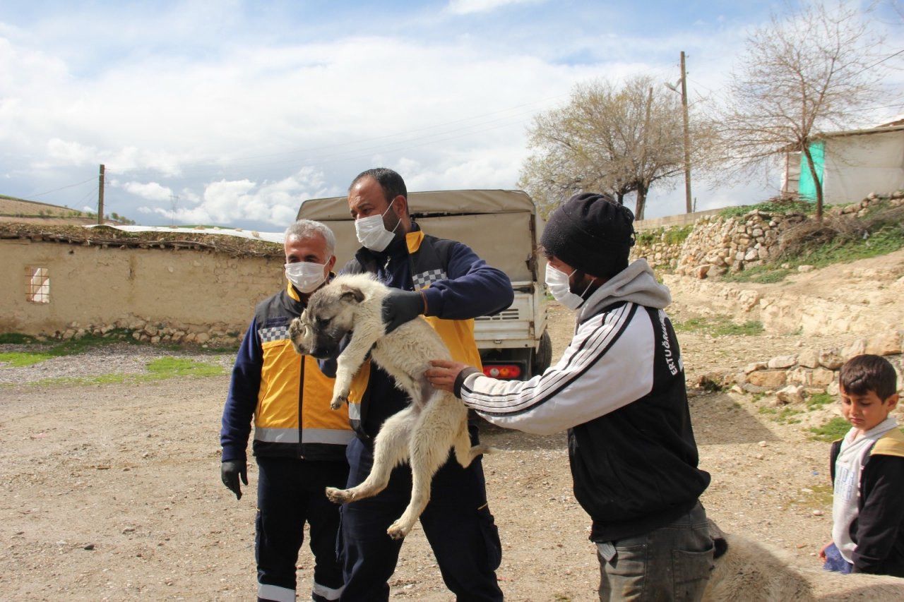 Engelli Köpeğe Adıyaman Belediyesi Sahip Çıktı