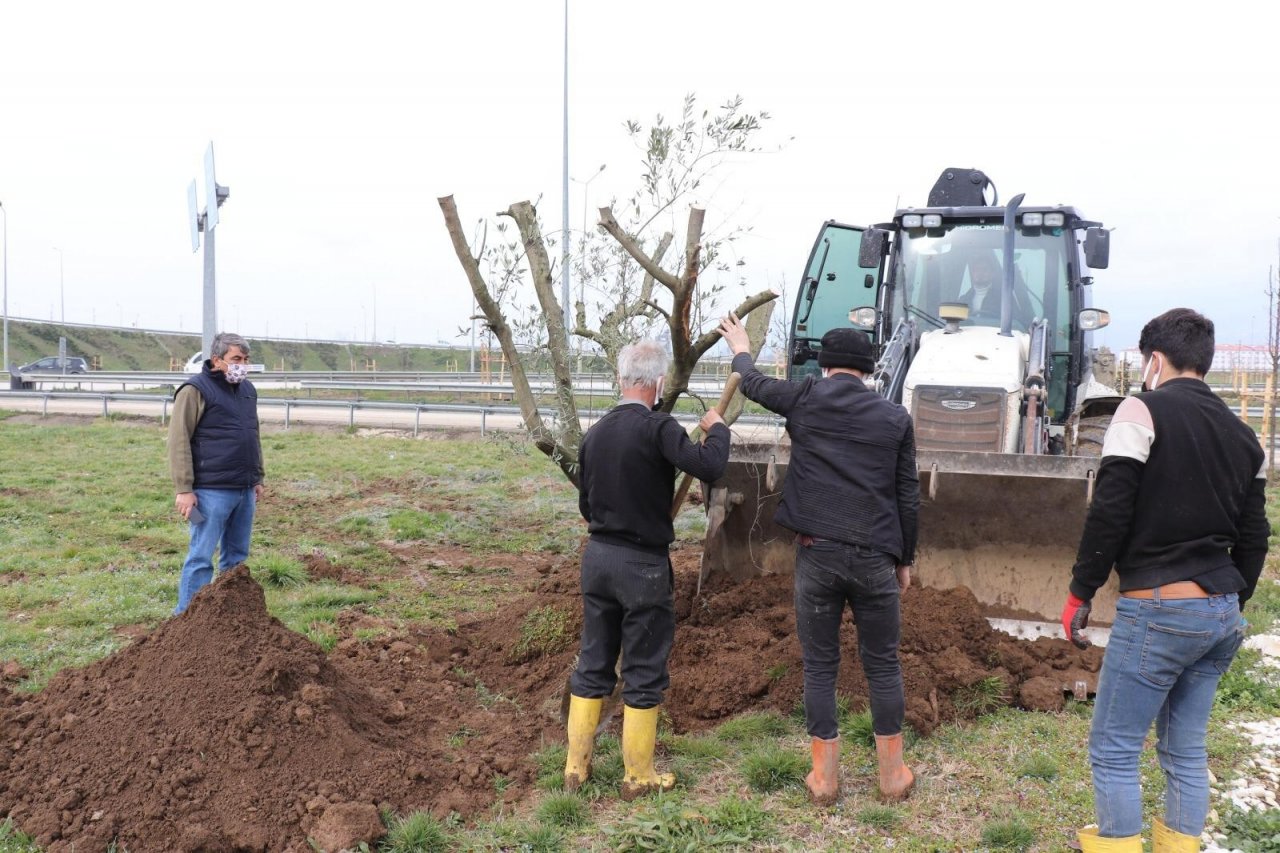 Düzce’de Bir Yılda Binlerce Ağaç Dikildi