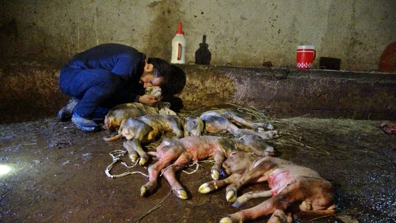 Kesilen İnekten, 5 Buzağı Çıktı