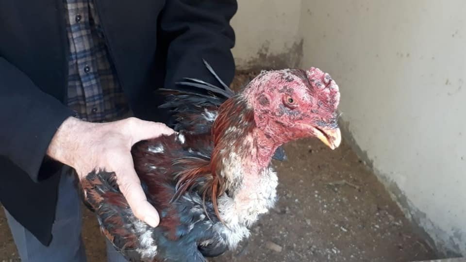 Elazığ’da Metruk Binada Horoz Döğüşü Yaptıran Şahıslar Yakalandı