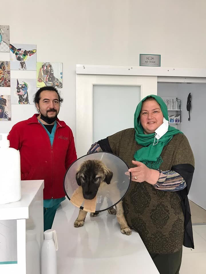 Traktörün Çarptığı Köpeğin Ameliyat Masraflarını Sigorta Şirketi Karşıladı