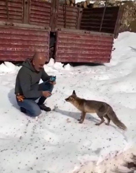 Tır Şoförü, Kar Yağışında Aç Kalan Tilkiyi Bisküvi İle Besledi