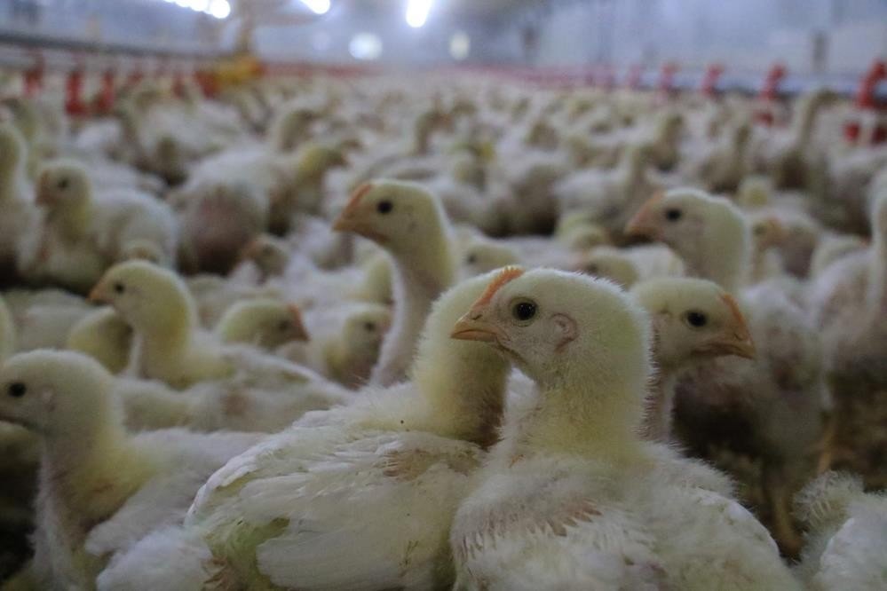 Düzce’den 895 Bin 650 Adet Kanatlı Hayvan Sevkiyatı Yapıldı