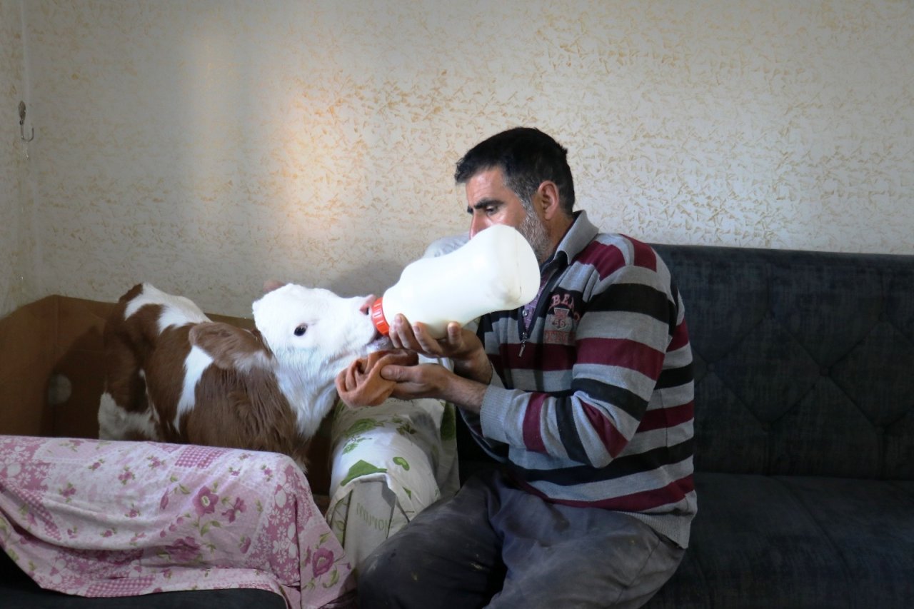 Erken Doğan Buzağısına Evinde Bebekler Gibi Bakıyor