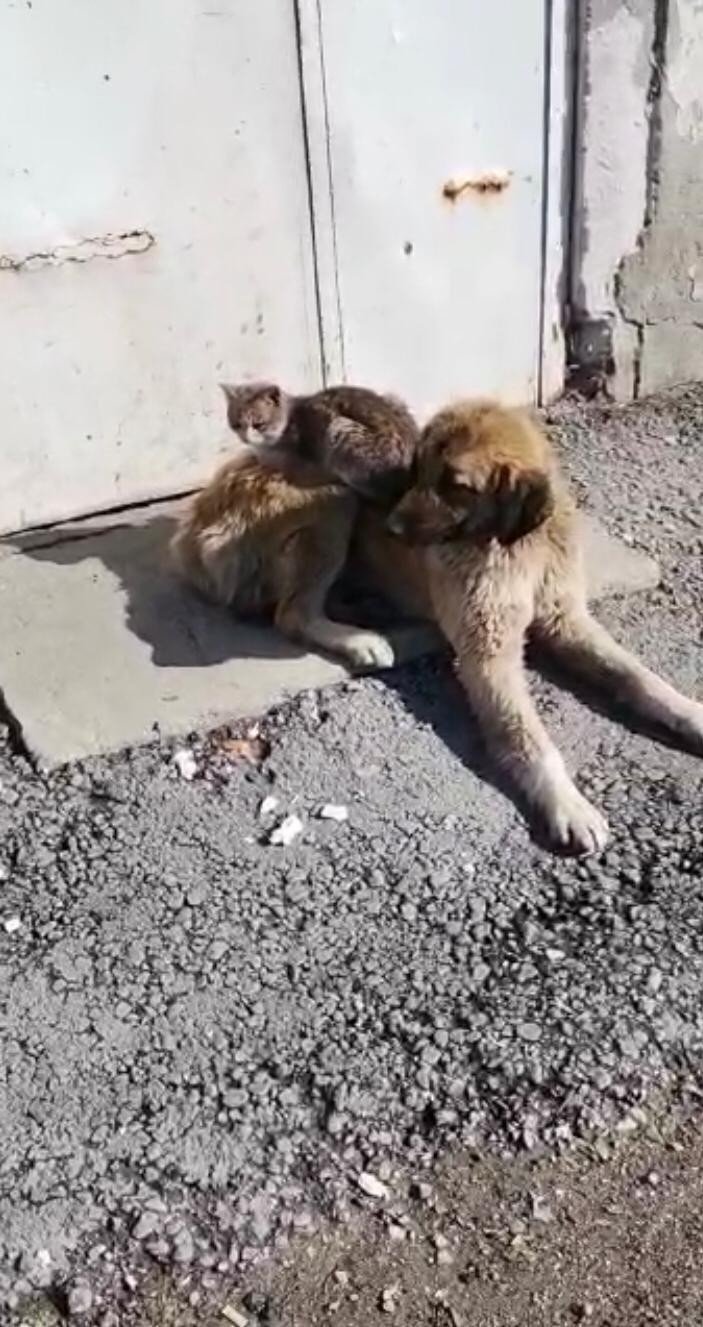 Ağrı’da Kedi Ve Köpeğin Gülümseten Dostluğu