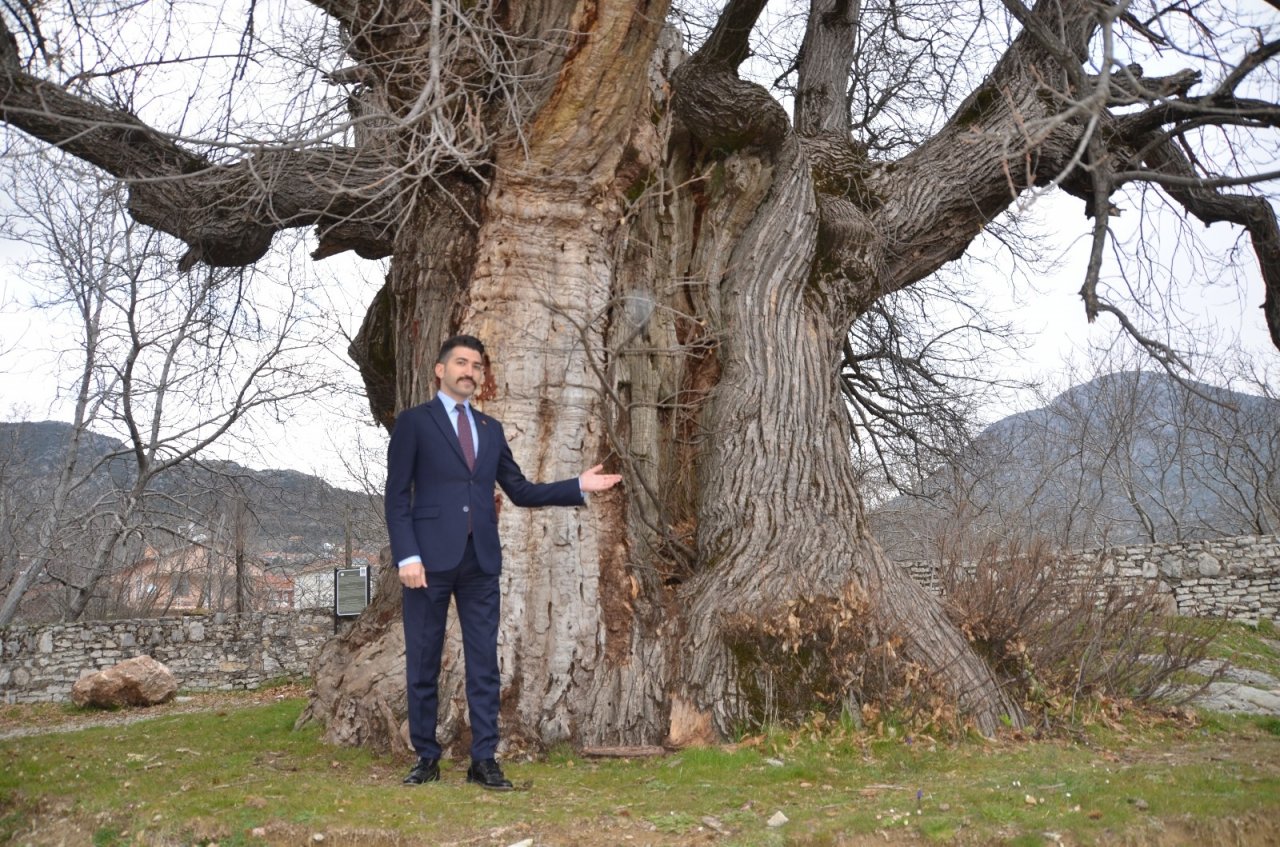 Bin 100 Yıllık Tescilli Kestane Ağacı Tarihe Tanıklık Ediyor