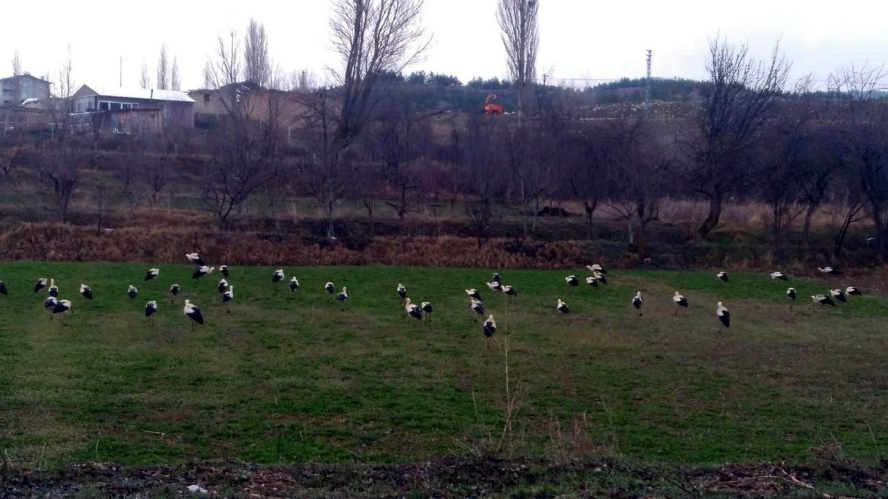 Göç Yolundaki Leyleklerin Konya’daki Molaları Sürüyor