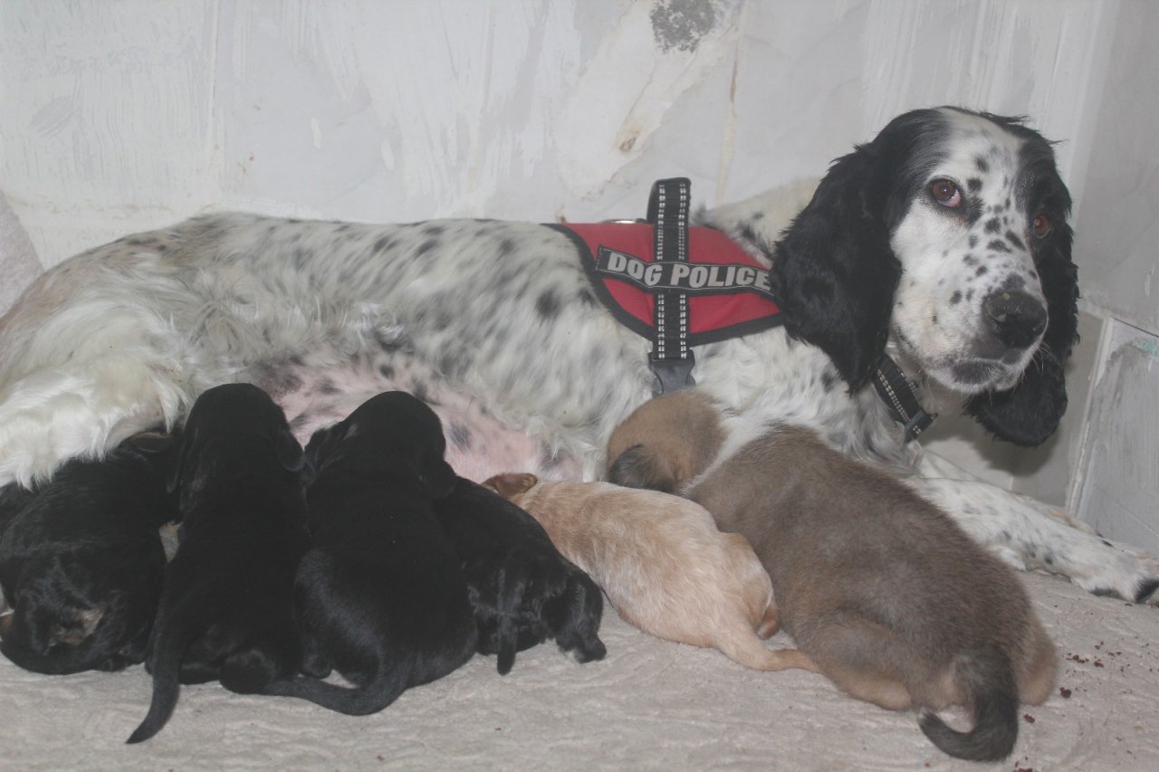 Av Köpeği, Pitbull Cinsi Köpeğe Anne Oldu