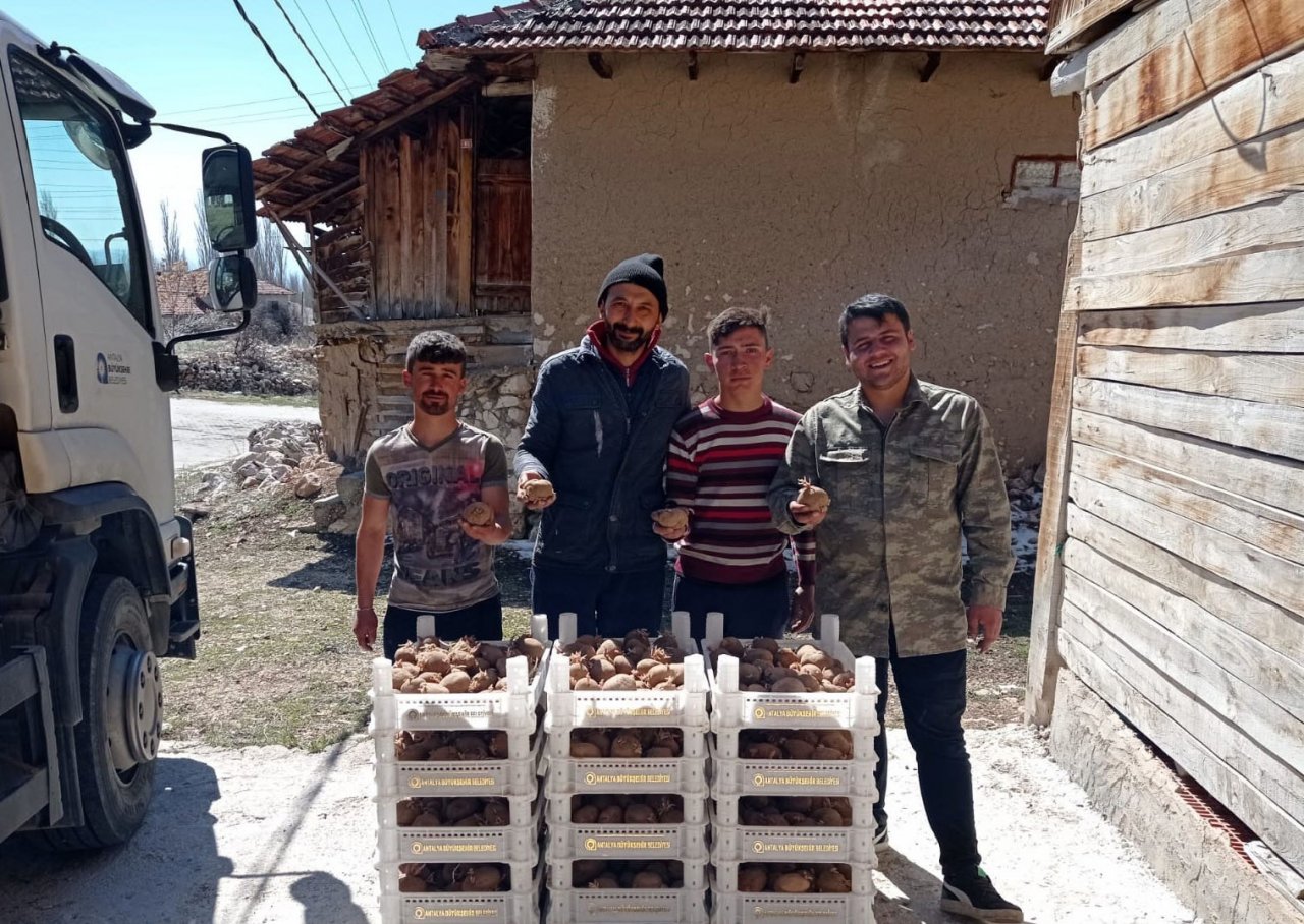 Biyolojik Mücadele İçin Korkuteli’de Patates Yetiştirilecek