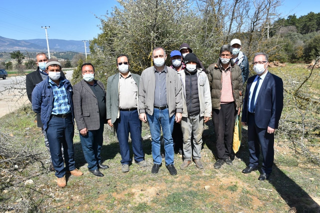 Karacasu’da 12 Bin Ahlat Ağacı Aşılanıyor