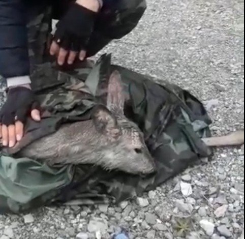 Balıkçıların Yanına Uçurumdan Karaca Düştü