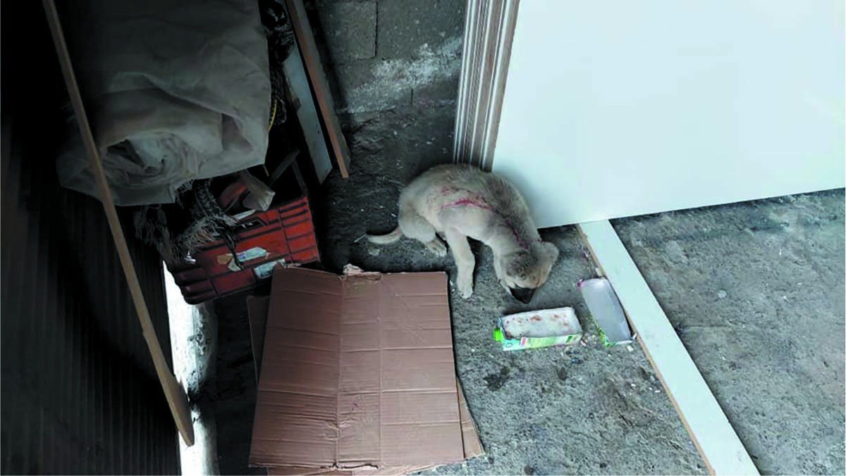 Yaralı Köpeğin İmdadına Belediye Yetişti