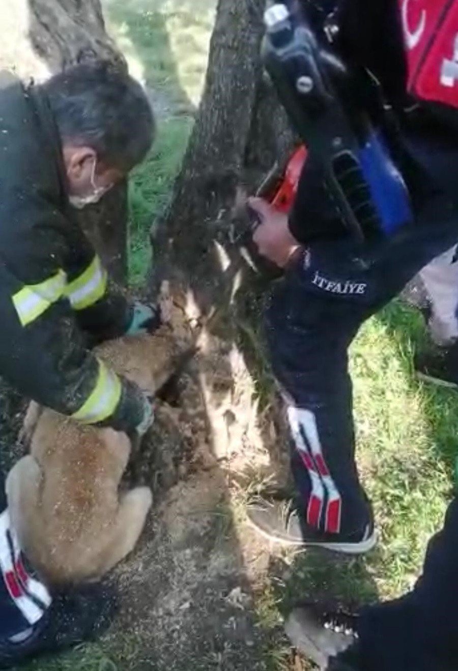 Kafası Ağaç Kavuğuna Sıkışan Köpeği İtfaiye Kurtardı