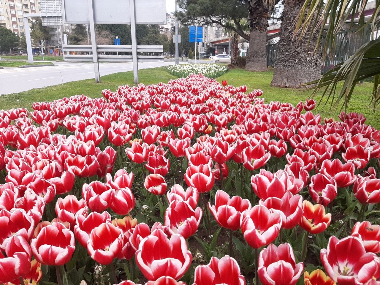 Samsun’da Lale Zamanı