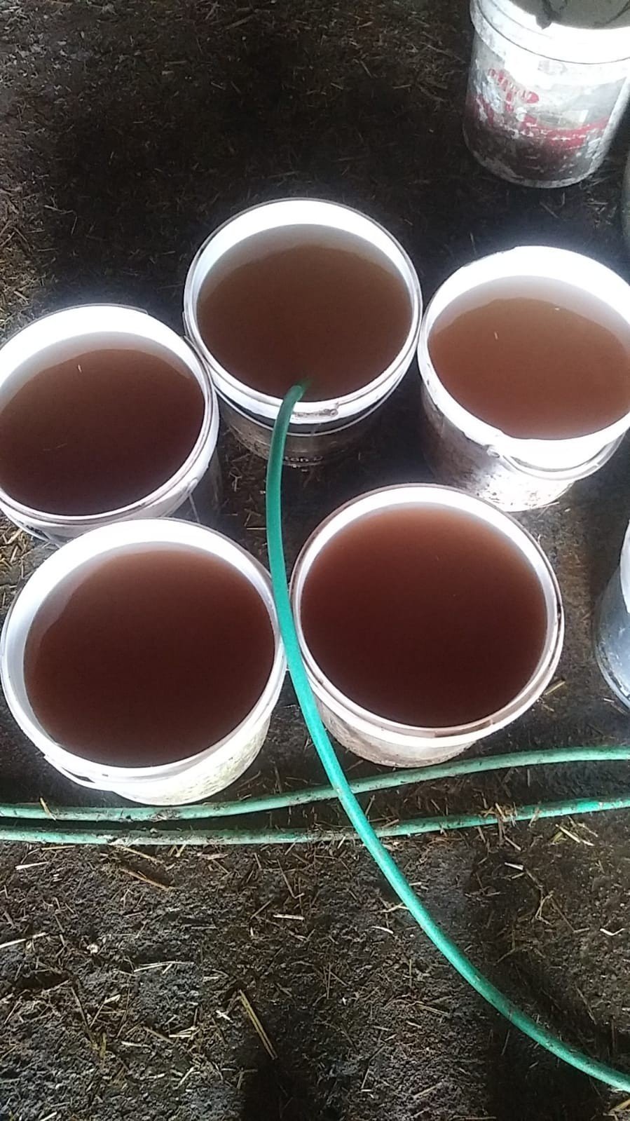 Limonata Değil Şebeke Suyu: Hayvanlar Bile İçemedi