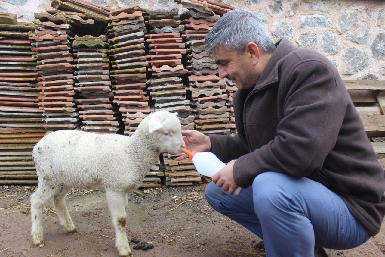 İ̇mamla Kuzunun Sevimli Dostluğu