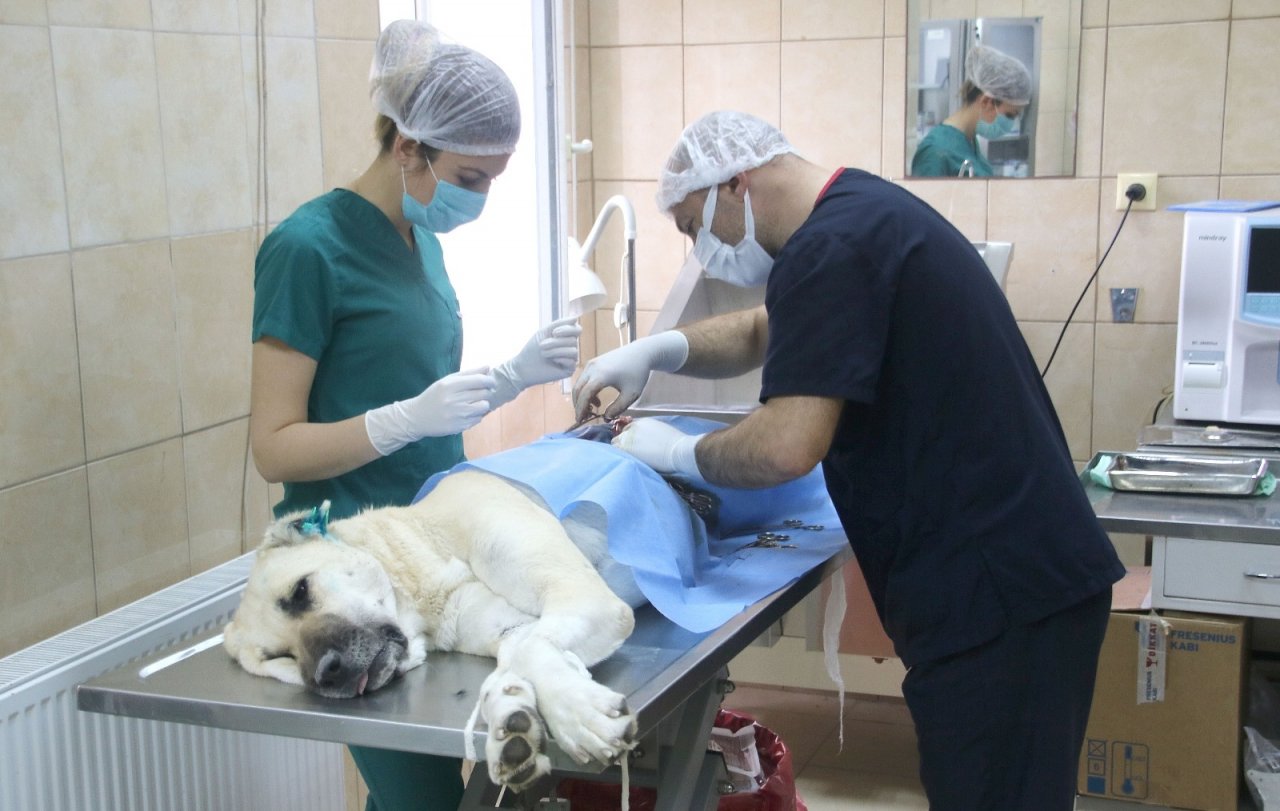 Çankaya Belediyesi’nden Sokak Hayvanlarının Popülasyonunu Dengede Tutma Adımı