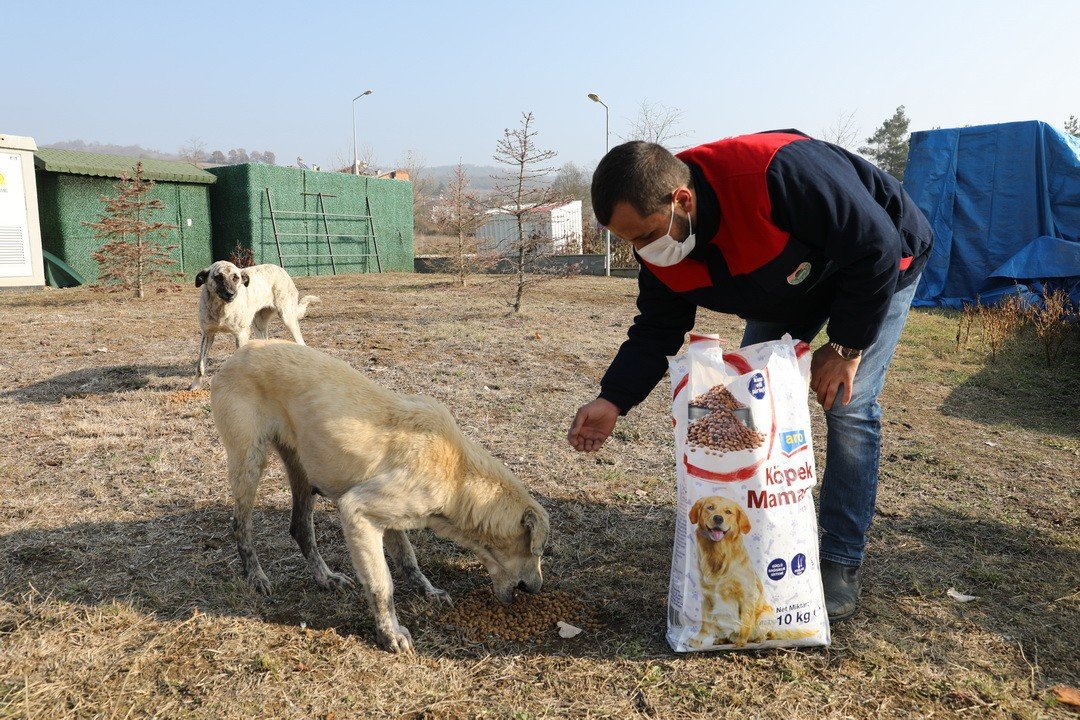 İ̇lkadım’da Kısıtlamada Sokak Hayvanları Unutulmadı