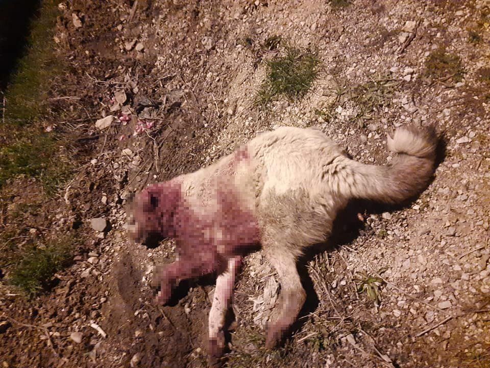 Çoban Köpeklerinin Öldürülmesi Tepkiye Yol Açtı